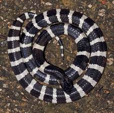 Number 7 On Our List Is The Many Banded Krait Which Is Also Known As The Taiwanese Krait Or Chinese Krait This Highly Venomous White Crosses Snake Snake Venom