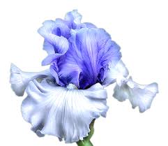 Iris Blue Png 417 362 Tegning Blomster