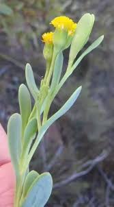 Image result for Hertia