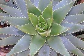 Image result for Aloe ballii