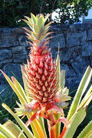 Ananas Comosus Variegatus Variegated Pineapple Bunte Ananas Ananas Bigarree By Tanetahi Via Flic Tropical Flower Plants Bromeliads Planting Succulents