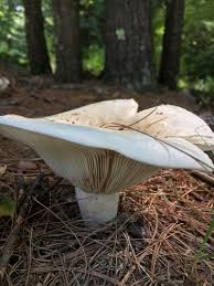 Image result for Lactarius mutabilis
