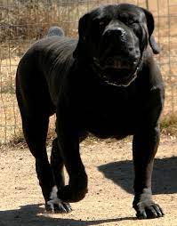 They can get their exercise in yards with sturdy fences brush occasionally with a hard bristle brush and bathe only when necessary. Spitsvuur Ramkat Spitsvuurboerboels