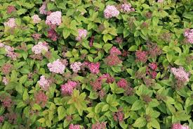 Image result for Sacciolepis spiciformis