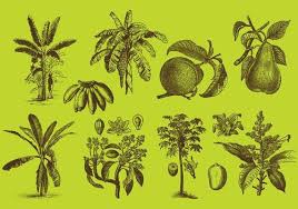 Shop for fruit tree wall art from the world's greatest living artists. Fruit Trees Drawings 102325 Vector Art At Vecteezy