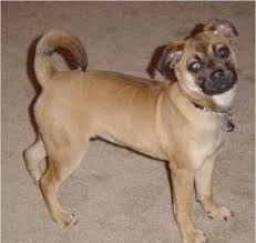 Rat Terrier Black And Brown Puggat Pug Rat Terrier Hybrid Puggats Rat Terrier Mix Rat Terriers Terrier