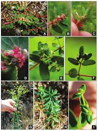 Image result for Euphorbia indica