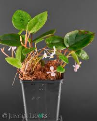 Image result for Begonia elaeagnifolia