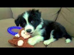 Funniest Border Collie Videos 2017 Funny Dogs Compilation Youtube Collie Puppies Cute Dogs Cute Dog Videos