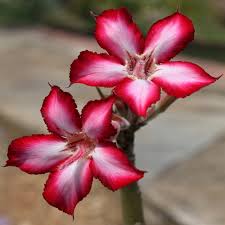Image result for Adenium multiflorum