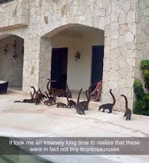 Not Tiny Brontosauri Brontosaurus Coatimundi Tails Not Tiny Brontosaurus Coati Coatimu Best Funny Pictures Funny Animal Pictures Funny Pictures