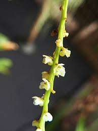 Image result for Microcoelia corallina