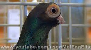 Short face budapest pigeons & 2 baby. Best Of 1 Pigeons Culbutants Tumbler Pigeons Tummler Tauben Youtube