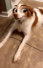 This snapchat filter allows you to animate your dog so that fido can look like he just stepped out of a disney movie. This New Snapchat Filter Makes Your Dog Look Like A Disney Character