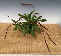 Image result for Bulbophyllum stolzii