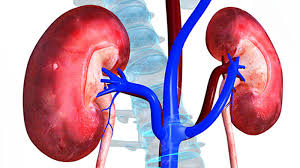 Artificial Kidneys Nearly Set To End Transplantation Crisis Expert Theindependentbd Com