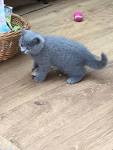 British Shorthair Kittens for Sale - Adoptapet