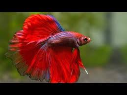 Youtube Beautiful Fish Betta Aquarium Betta