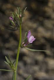 Image result for Misopates