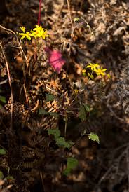 Image result for Cineraria deltoidea