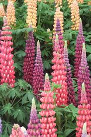 Rather than the piercingly bright candy colors of the hybrid lupines, l. 31 Lupine Lupine Lupine Ideas Lupines Lupine Flowers Flowers