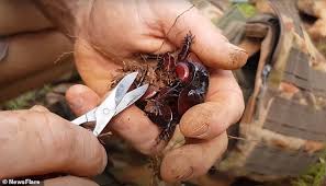 Periplaneta brunnea—a big reddish brown roach similar to p. World S Heaviest Cockroach Is Rescued After Heavy Rainfall In The Valley Of Lagoons In Queensland Saty Obchod News