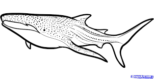 How To Draw A Whale Shark Whale Shark Step 6 1 000000089579 5 Jpg 1557 798 Shark Coloring Pages Whale Coloring Pages Whale Shark