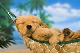 Who wouldn't want to drive a car full of love? 19 Photos Of Adorable Golden Retriever Puppies