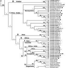 Image result for Neoschumannia cardinea