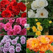 We did not find results for: Tanaman Mawar Floribunda Mawar Jepang Bibit Shopee Indonesia