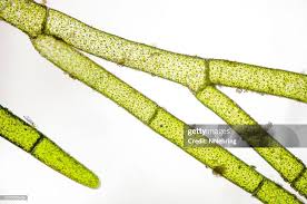 Image result for Microcoelia physophora