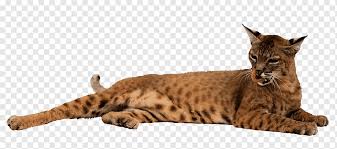 Schlangenvogel Felidae Froschlowe Liegende Katze Tier Tiere Kafer Png Pngwing