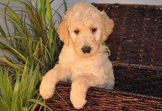 We did not find results for: F2b Goldendoodle Puppies Georgia