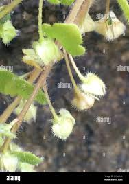 Image result for Rhynchosia sublobata