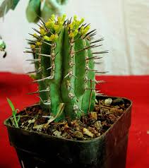 Potted plants can be a great addition now, the oxeye daisy will appear as a potted plant. Cactus Potted Plant Small Cacti Thorns Houseplant Pikist