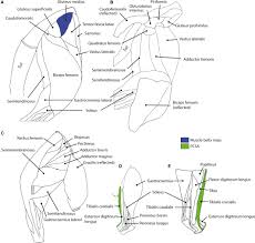 Leg bone anatomy diagram diagram of human leg human anatomy. The Scaling Of Postcranial Muscles In Cats Felidae Ii Hindlimb And Lumbosacral Muscles Cuff 2016 Journal Of Anatomy Wiley Online Library