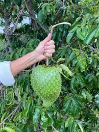 Image result for Sopubia mannii