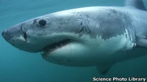 El tiburón blanco es el rey de los tiburones, el súper tiburón y el carnívoro acuático más temible. El Gran Tiburon Blanco Vive El Triple De Lo Que Se Pensaba Bbc News Mundo