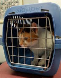 We are specialists in pet travel and pet relocation both domestically and internationally. The Complete Breakdown Of Pet Transportation Costs Emagazine Com