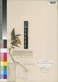 Image result for Ipomoea welwitschii