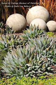 Cactus jungle's plant encyclopedia this is not an availability. How To Grow Succulents In San Francisco Bay Area Gardens Debra Lee Baldwin Succulent Expert
