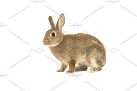 Cute Brown Rabbit Sitting On White Cute Rabbit Sit
