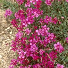 Image result for Dianthus micropetalus