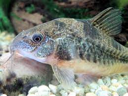 Jan 01, 2011 · to begin with, the only corydoras species that i'm aware of with obvious sexual dimorphism are c. Pepper Cory Fish Species Profile
