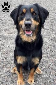 Rottweiler Lab Mix A Lovable Malleable Breed Labrottie Com
