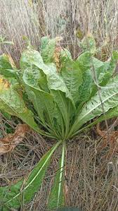 Image result for Oenothera indecora