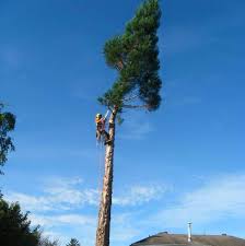 Apr 13, 2018 · maple trees (acer sp.) are one of the most common and recognizable trees in the chicago area. Tree Removal Give And Take Tree Service
