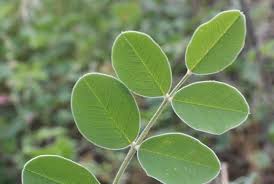 Image result for Tephrosia meisneri