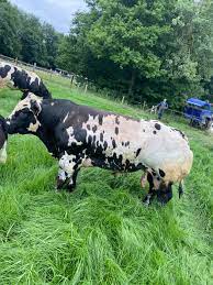 Maybe you would like to learn more about one of these? Penternak Dan Peminat Lembu Kacukan Belgium Blue Facebook
