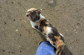 Why Is My Cat Walking In Circles Is It Normal Faqcats Com